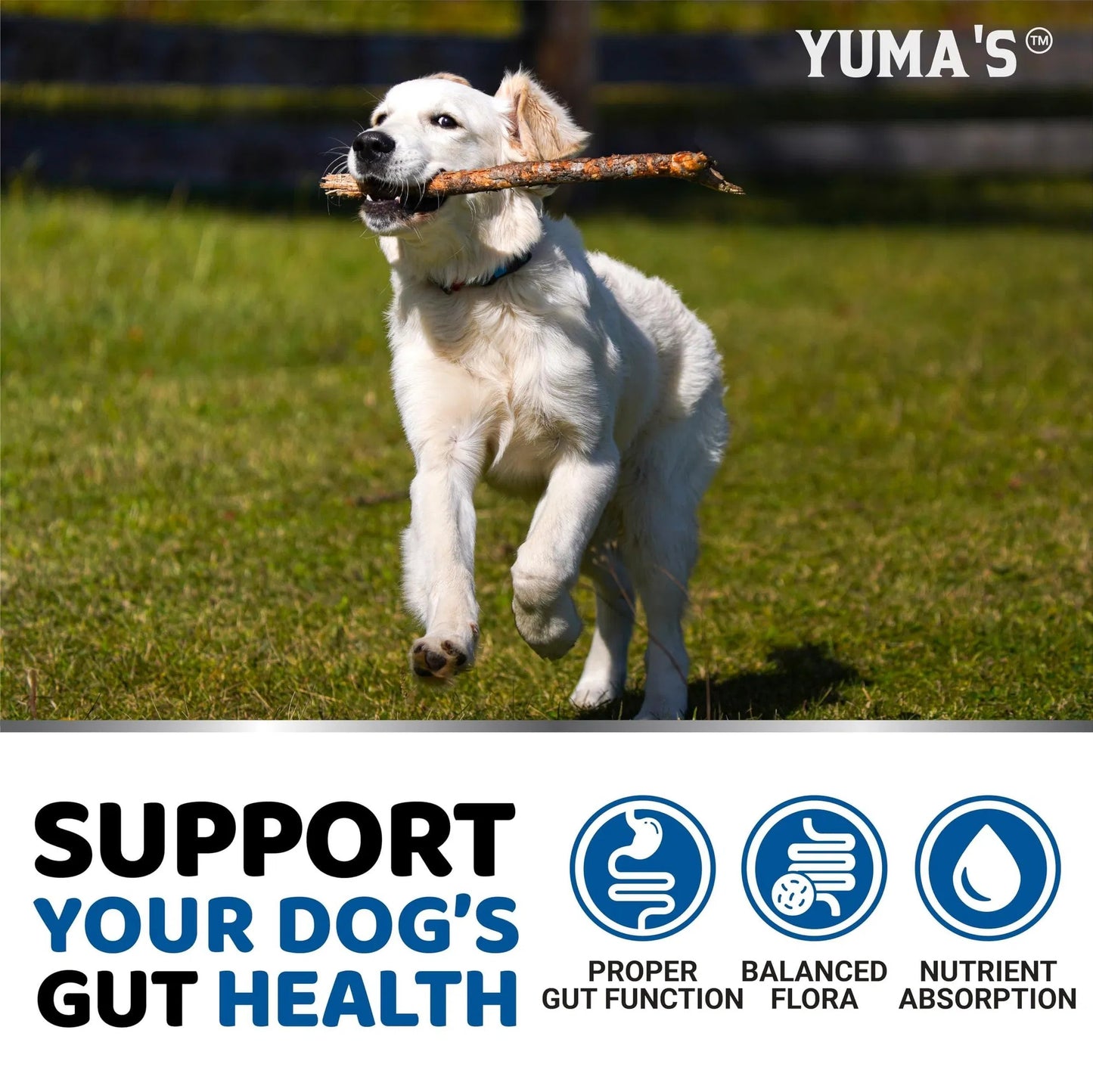Dog Probiotics Digestive Chews