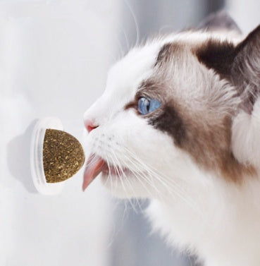 Catnip Ball Toy for Cats